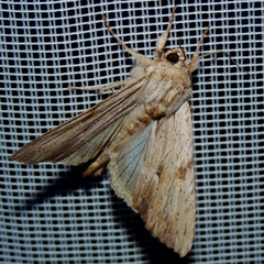 Apamea lithoxylaea