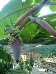 Musa × paradisiaca