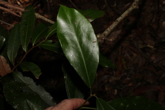 Croton acronychioides