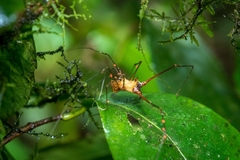 Ventrivomer ancyrophorus