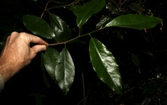 Croton acronychioides