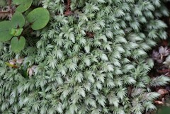 Pselaphinae