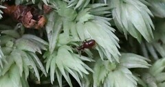 Pselaphinae
