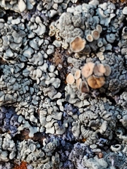 Rhizoplaca chrysoleuca