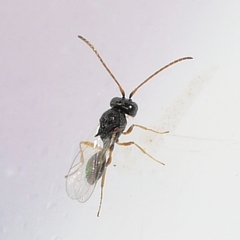 Cynipinae