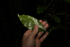 Croton acronychioides