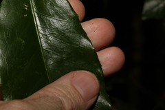 Croton acronychioides