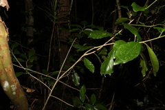 Croton acronychioides