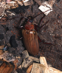 Agrianome spinicollis