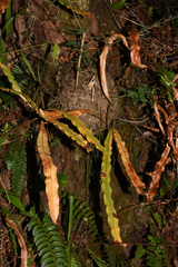 Oleandra pistillaris