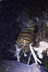 Gnathophyllum taylori