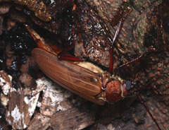 Agrianome spinicollis