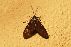 Cyanopepla alonzo