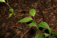 Deeringia amaranthoides