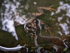 Platyplectrum fletcheri