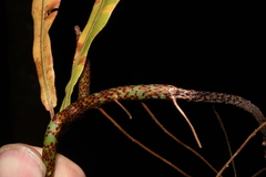 Oleandra pistillaris