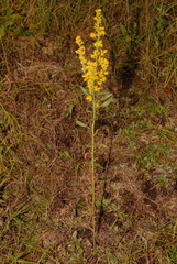 Solidago speciosa