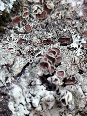 Rhizoplaca chrysoleuca