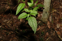 Deeringia amaranthoides