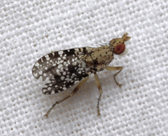 Trypetoptera punctulata