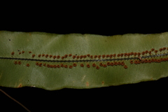 Oleandra pistillaris