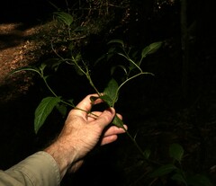 Deeringia amaranthoides