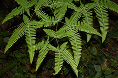 Dicranopteris linearis