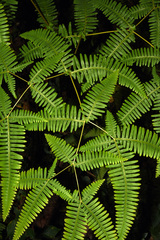 Dicranopteris linearis