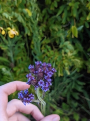 Verbena