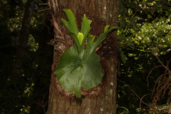 Platycerium superbum