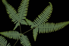 Dicranopteris linearis