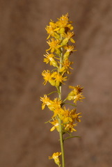 Solidago speciosa