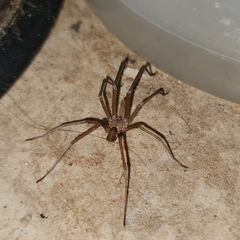 Kukulcania hibernalis