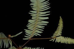 Dicranopteris linearis