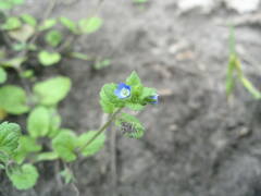 Veronica opaca