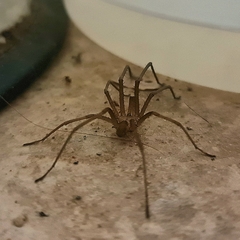 Kukulcania hibernalis