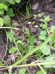 Heliophila diffusa diffusa