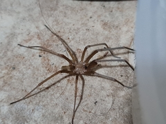 Kukulcania hibernalis