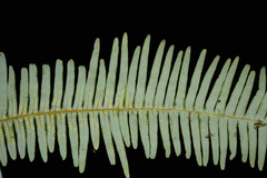 Dicranopteris linearis