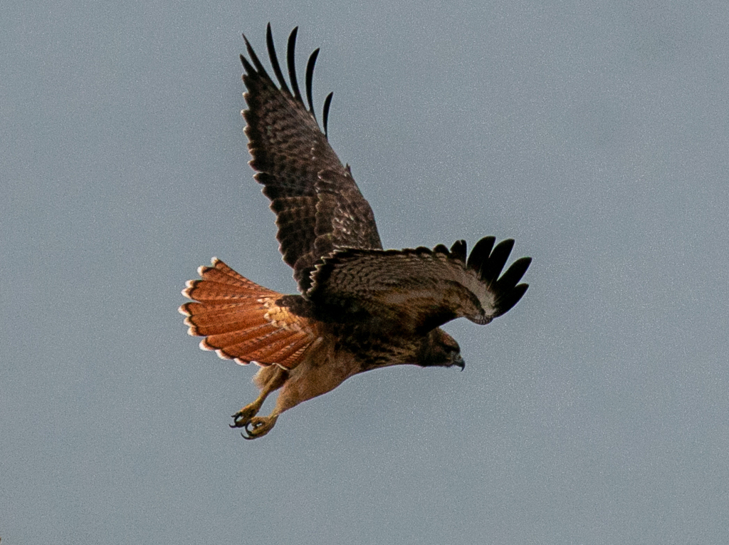 Red-tailed Hawk from Lake Country, BC, Canada on November 02, 2019 at ...