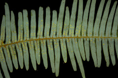 Dicranopteris linearis