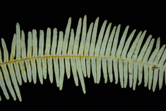 Dicranopteris linearis