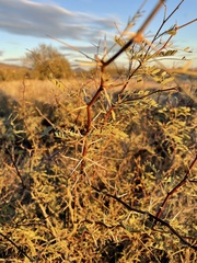 Vachellia constricta