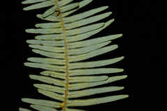 Dicranopteris linearis