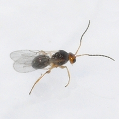 Cynipidae