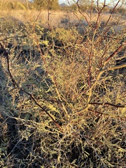 Vachellia constricta