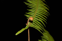 Dicranopteris linearis