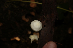 Favolaschia manipularis