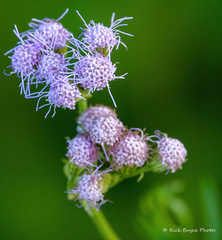 Conoclinium dissectum