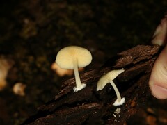 Favolaschia manipularis